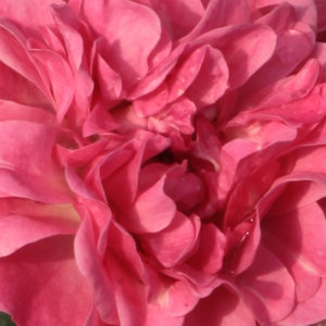 Онлайн магазин за рози - Розов - Рози Полианта - среден аромат - Pоза Ингрид Стенциг - Хасефрас Брос - Може да беде засаден на предния ред в градини или като покривало